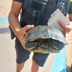 Tortuga de especie invasora en la playa de la Malvarrosa